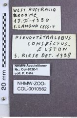 Etikette zu Pseudotetralobus conspectus (NHMW-ZOO-COL-0010562)